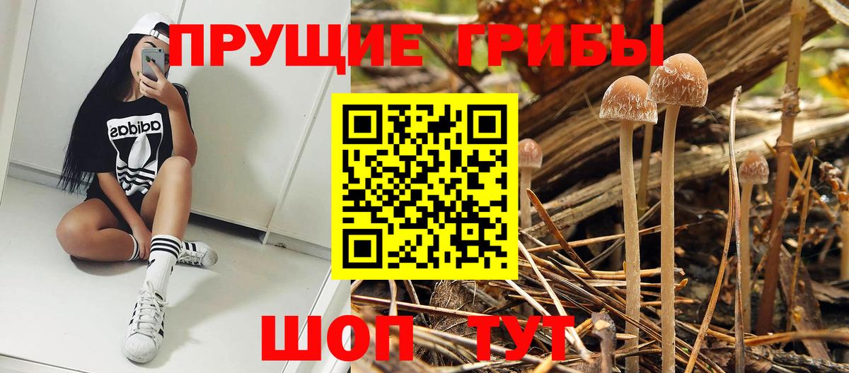 Северодвинск  Галлюциногенные грибы Psilocybe  Вход с VPN 